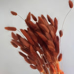 Dried_Bunny_Tail_Grass_Stems_14 - Bakeyy.com