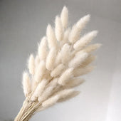 Dried_Bunny_Tail_Grass_Stems_7 - Bakeyy.com