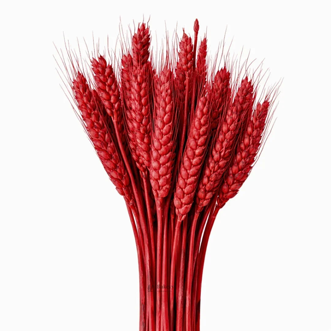 Dried Wheat Stems for Décor | Long Stem Natural Floral Accent | Decorative Bunch | Multiple Color Options | 45 - 55 Stems | 1 Bunch - Bakeyy.com - India - Dried Wheat Stems for Décor | Long Stem Natural Floral Accent | Decorative Bunch | Multiple Color Options | 45 - 55 Stems | 1 Bunch - Red 150.00