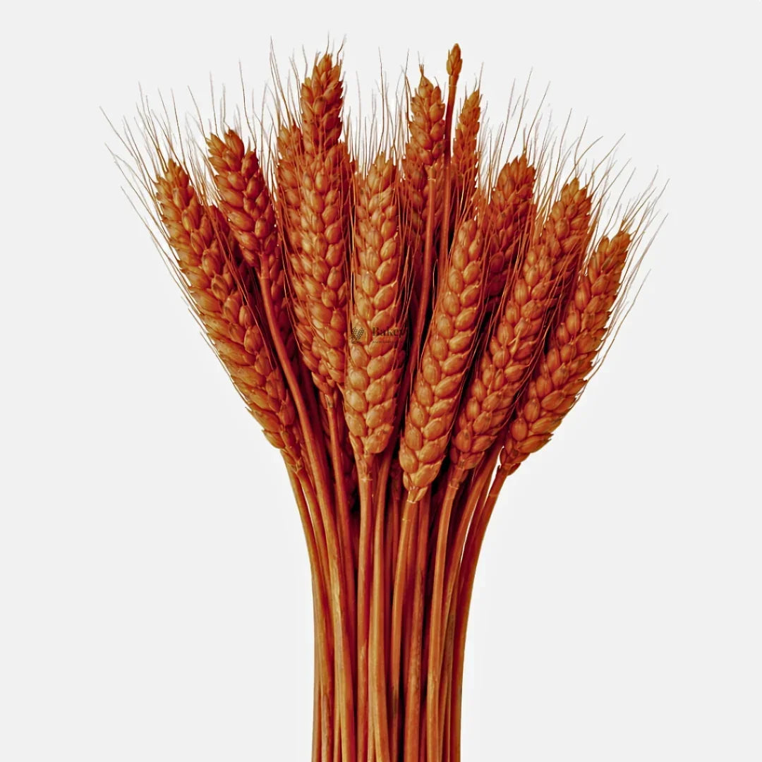 Dried Wheat Stems for Décor | Long Stem Natural Floral Accent | Decorative Bunch | Multiple Color Options | 45 - 55 Stems | 1 Bunch - Bakeyy.com - India - Dried Wheat Stems for Décor | Long Stem Natural Floral Accent | Decorative Bunch | Multiple Color Options | 45 - 55 Stems | 1 Bunch - Dark Orange 150.00