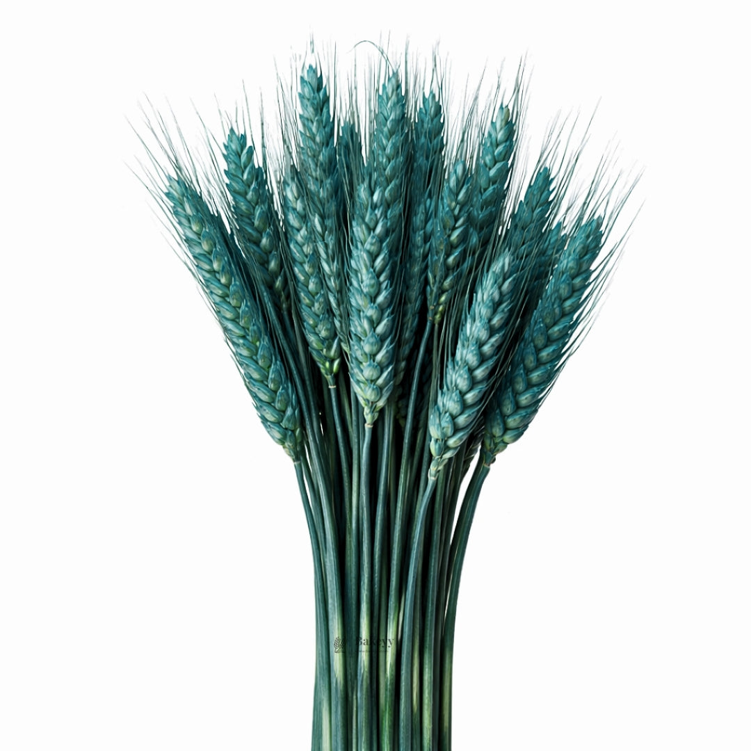 Dried Wheat Stems for Décor | Long Stem Natural Floral Accent | Decorative Bunch | Multiple Color Options | 45 - 55 Stems | 1 Bunch