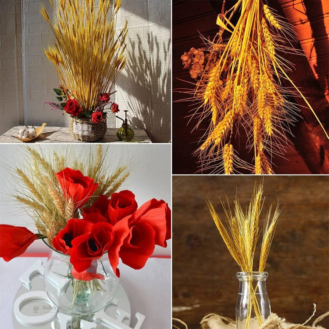 Dried Wheat Stems for Décor | Long Stem Natural Floral Accent | Decorative Bunch | Multiple Color Options | 45 - 55 Stems | 1 Bunch