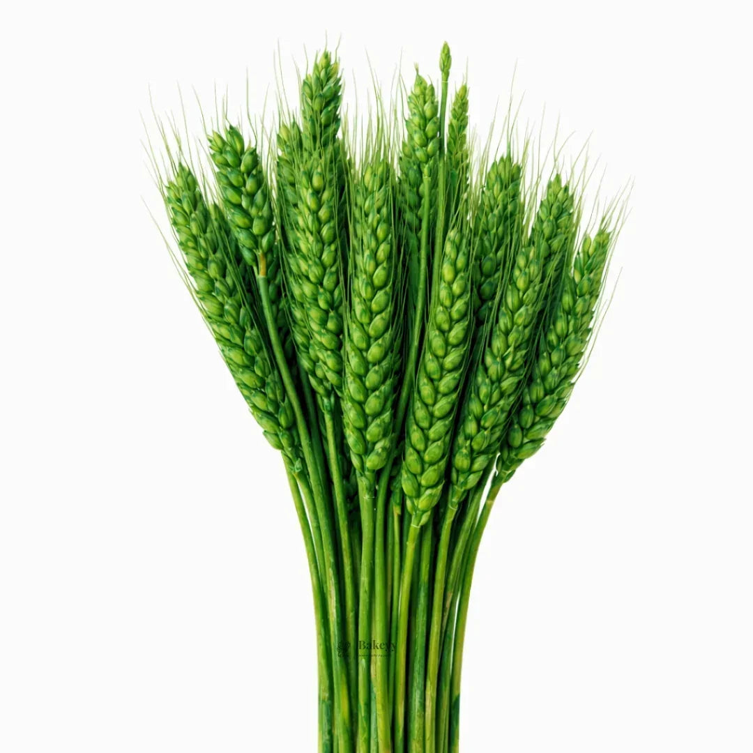 Dried Wheat Stems for Décor | Long Stem Natural Floral Accent | Decorative Bunch | Multiple Color Options | 45 - 55 Stems | 1 Bunch - Bakeyy.com - India - Dried Wheat Stems for Décor | Long Stem Natural Floral Accent | Decorative Bunch | Multiple Color Options | 45 - 55 Stems | 1 Bunch - Green 150.00