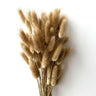 Dried Bunny Tail Grass Stems | Decorative Pampas Style Flowers | Long Stem | Multiple Color Options | 1 Bunch