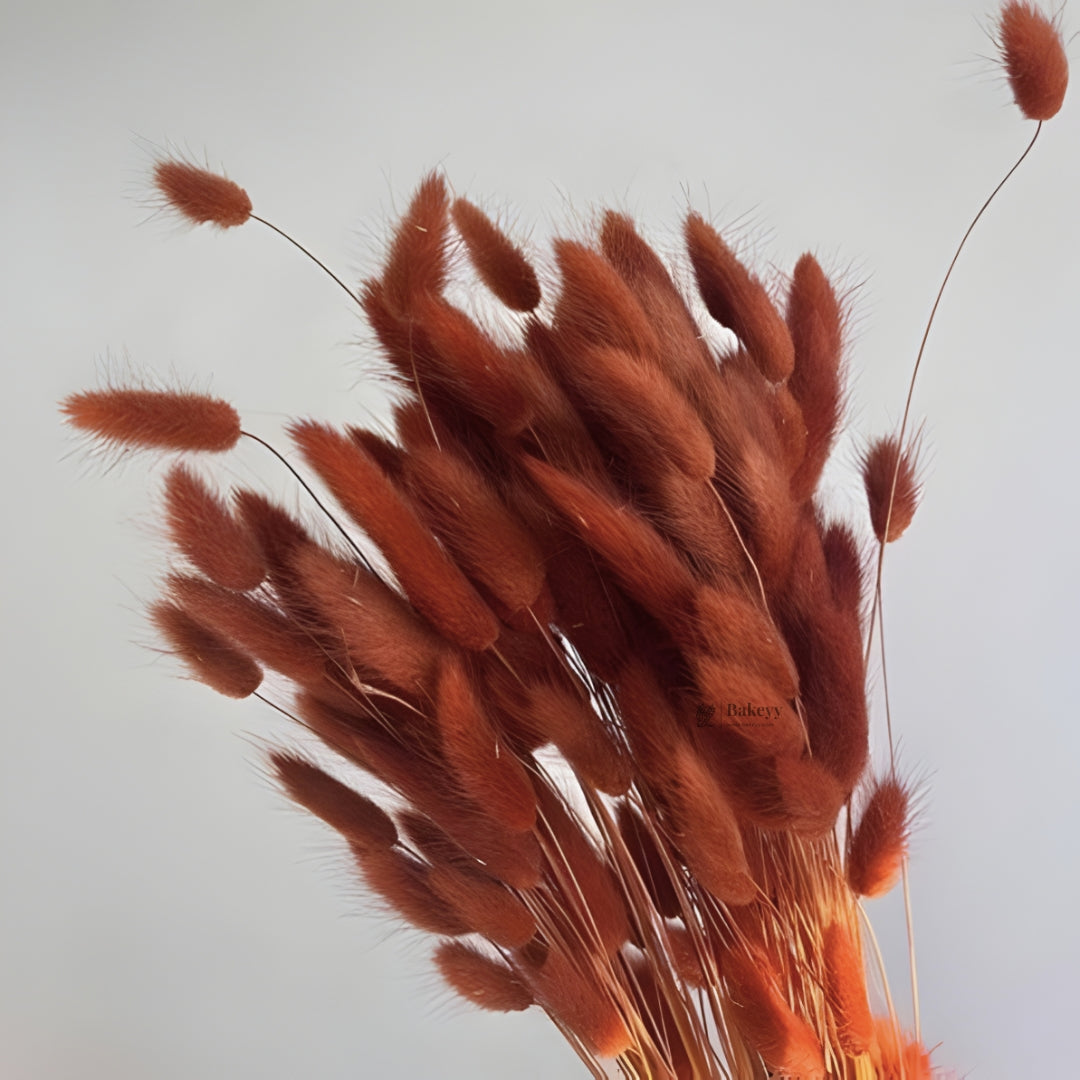 Dried Bunny Tail Grass Stems | Decorative Pampas Style Flowers | Long Stem | Multiple Color Options | 1 Bunch