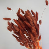 Dried Bunny Tail Grass Stems | Decorative Pampas Style Flowers | Long Stem | Multiple Color Options | 1 Bunch