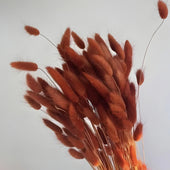 Dried_Bunny_Tail_Grass_Stems_14 - Bakeyy.com