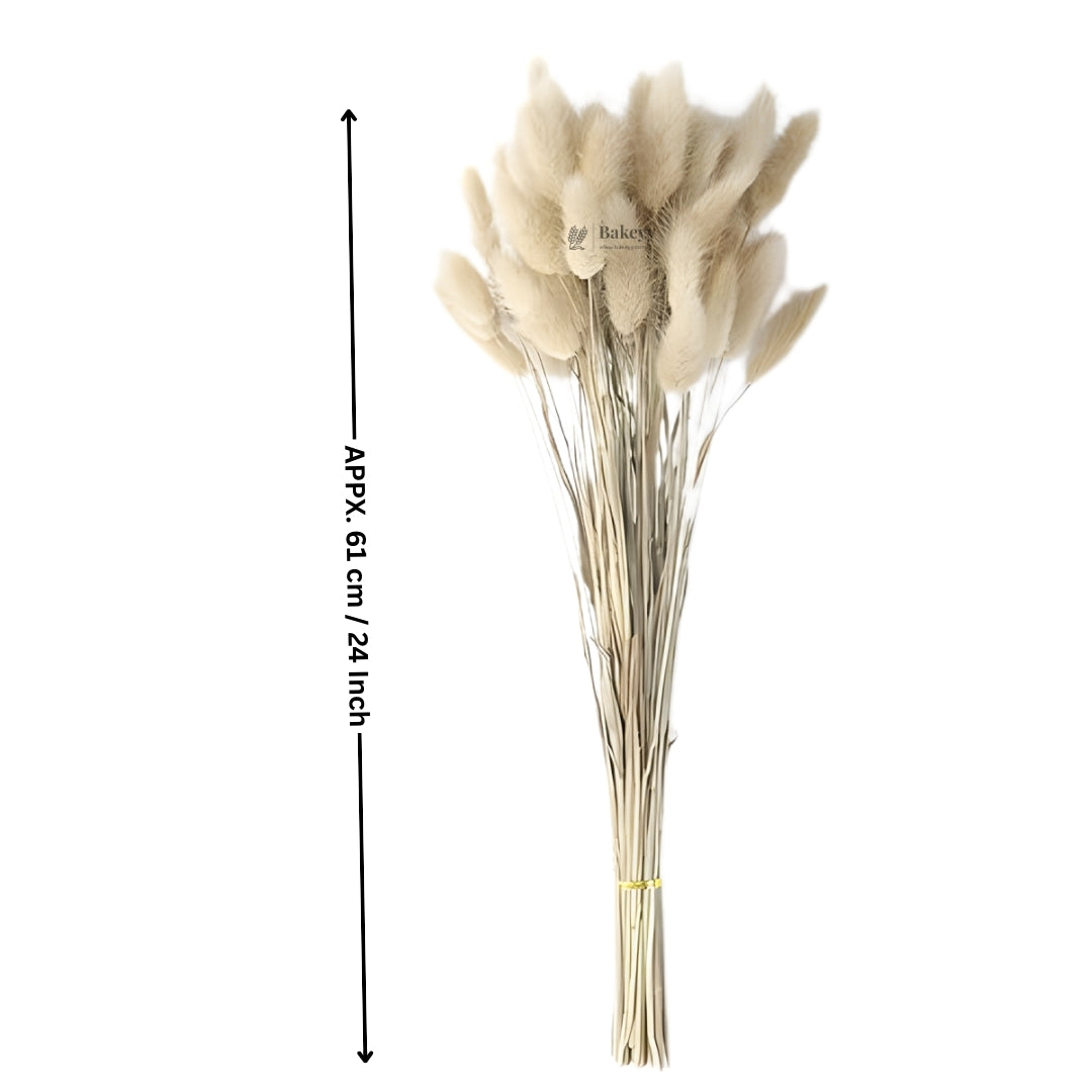 Dried Bunny Tail Grass Stems | Decorative Pampas Style Flowers | Long Stem | Multiple Color Options | 1 Bunch