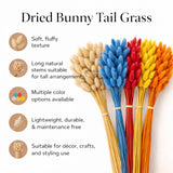 Dried Bunny Tail Grass Stems | Decorative Pampas Style Flowers | Long Stem | Multiple Color Options | 1 Bunch