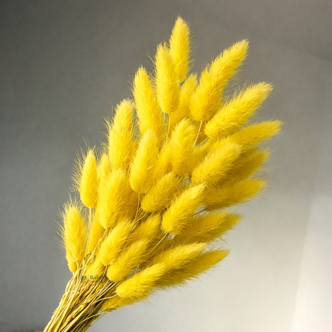 Dried Bunny Tail Grass Stems | Decorative Pampas Style Flowers | Long Stem | Multiple Color Options | 1 Bunch