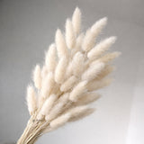 Dried Bunny Tail Grass Stems | Decorative Pampas Style Flowers | Long Stem | Multiple Color Options | 1 Bunch