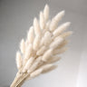 Dried Bunny Tail Grass Stems | Decorative Pampas Style Flowers | Long Stem | Multiple Color Options | 1 Bunch