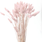 Dried Bunny Tail Grass Stems | Decorative Pampas Style Flowers | Long Stem | Multiple Color Options | 1 Bunch