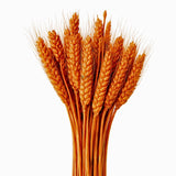 Dried Wheat Stems for Décor | Long Stem Natural Floral Accent | Decorative Bunch | Multiple Color Options | 45 - 55 Stems | 1 Bunch
