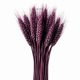 Dried Wheat Stems for Décor | Long Stem Natural Floral Accent | Decorative Bunch | Multiple Color Options | 45 - 55 Stems | 1 Bunch