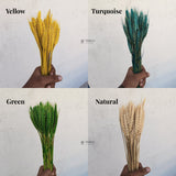 Dried Wheat Stems for Décor | Long Stem Natural Floral Accent | Decorative Bunch | Multiple Color Options | 45 - 55 Stems | 1 Bunch