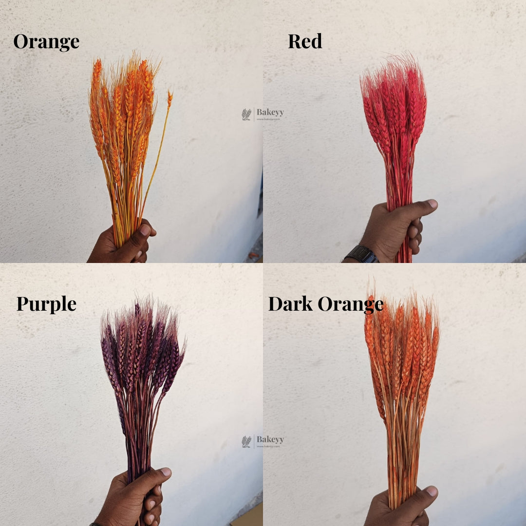 Dried Wheat Stems for Décor | Long Stem Natural Floral Accent | Decorative Bunch | Multiple Color Options | 45 - 55 Stems | 1 Bunch