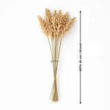 Dried Wheat Stems for Décor | Long Stem Natural Floral Accent | Decorative Bunch | Multiple Color Options | 45 - 55 Stems | 1 Bunch