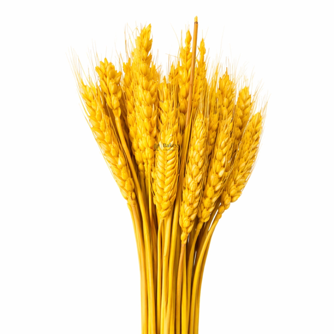 Dried Wheat Stems for Décor | Long Stem Natural Floral Accent | Decorative Bunch | Multiple Color Options | 45 - 55 Stems | 1 Bunch