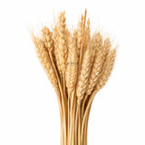 Dried Wheat Stems for Décor | Long Stem Natural Floral Accent | Decorative Bunch | Multiple Color Options | 45 - 55 Stems | 1 Bunch